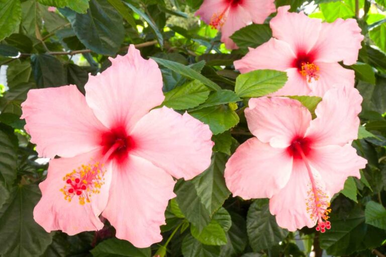 Come mantenere il giardino in fiore per tutta l'estate? Ecco le piante che cercavi Piante che fioriscono sotto il sole estivo