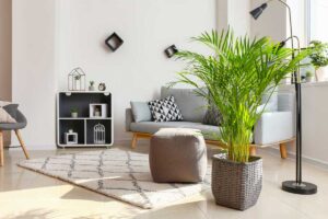 Piante da curare in appartamento