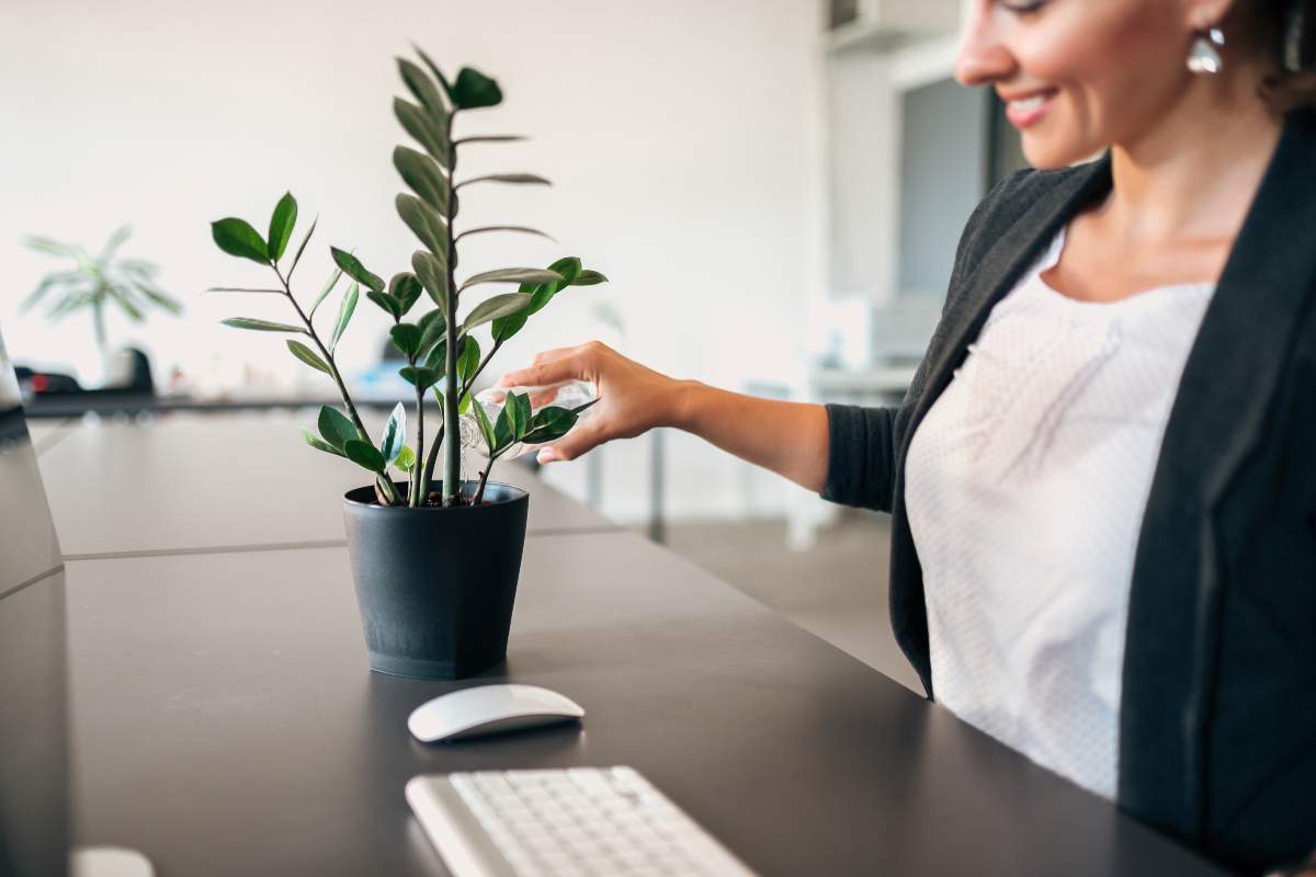 piante in ufficio