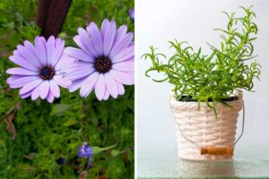 5 piante che allontanano le zanzare efficacemente