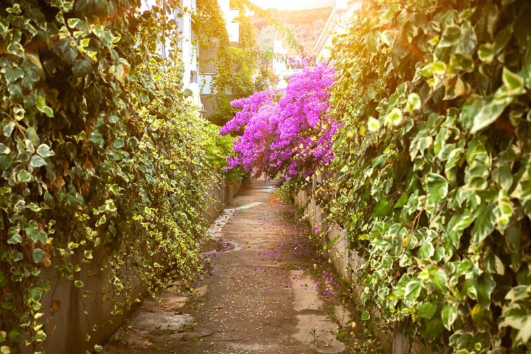 Creare una siepe di bouganville: idee e ispirazioni per un giardino iIncantevole Creare una siepe di bouganville
