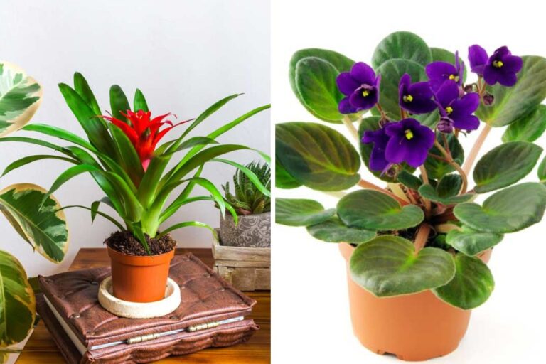Piante ornamentali: 6 idee per abbellire la tua casa con stile Piante ornamentali
