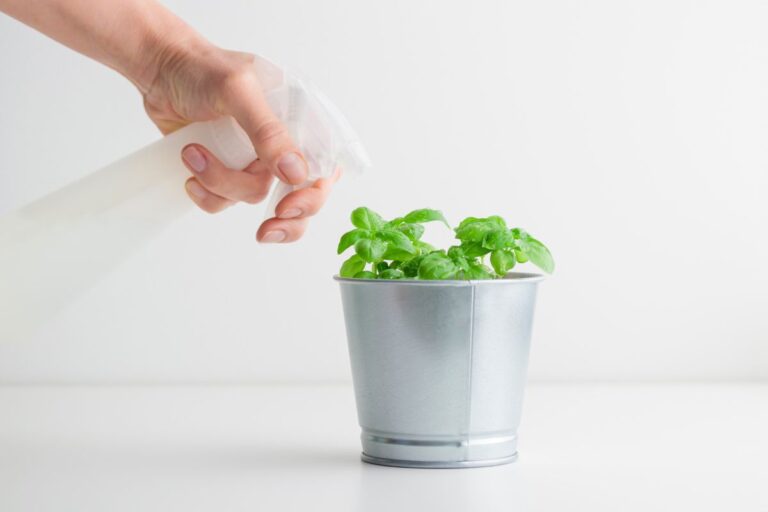 Basilico infestato? Ecco come eliminare le macchie bianche dalle foglie Basilico infestato