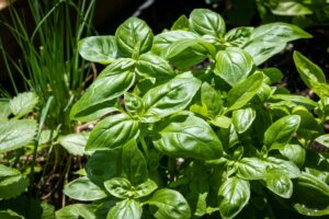 5 regole per coltivare il basilico