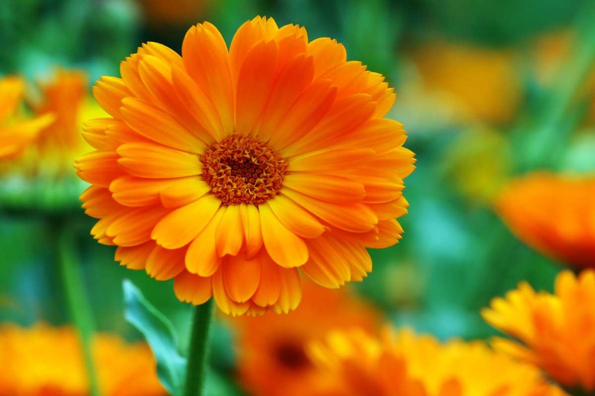 Calendula