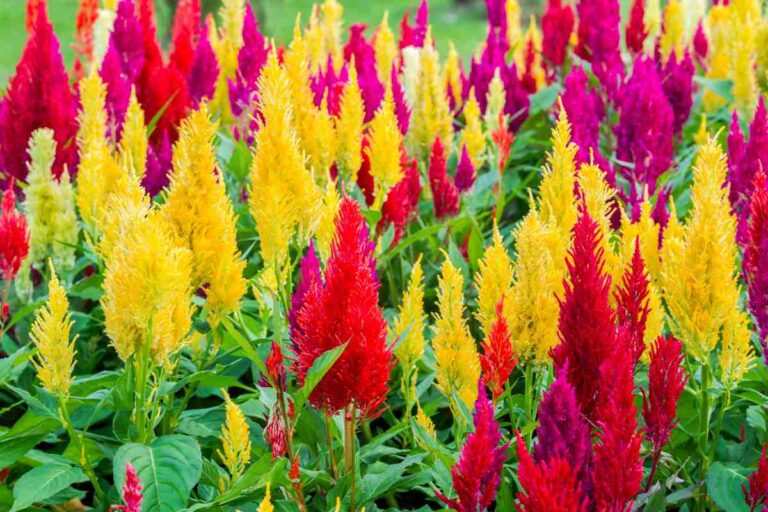 Celosia, la regina del terrazzo: come crescerla con successo dentro e fuori casa Celosia