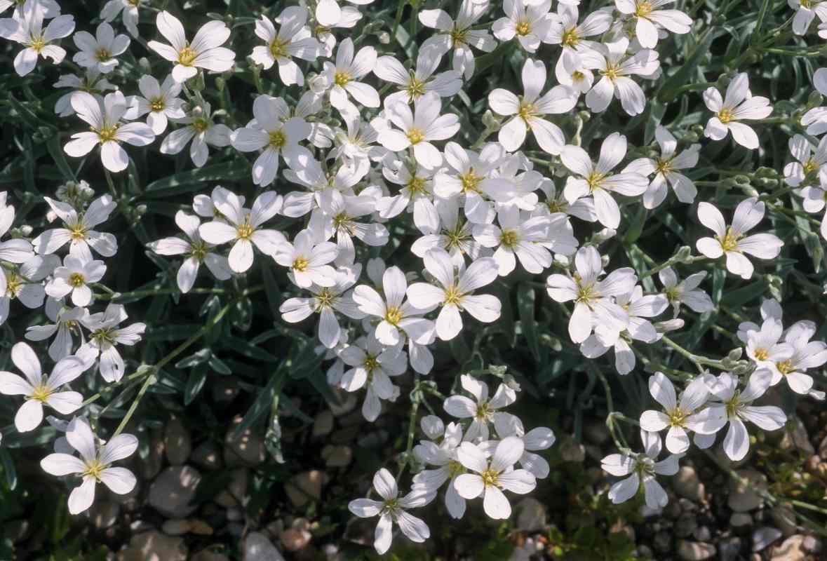Cerastium tomentosum