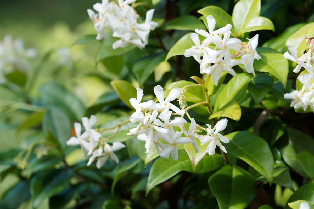 Propaga il falso gelsomino