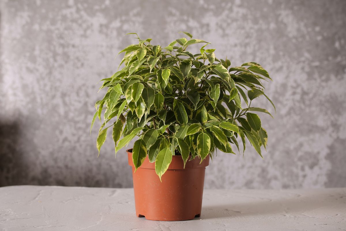 Curare il Ficus Benjamin