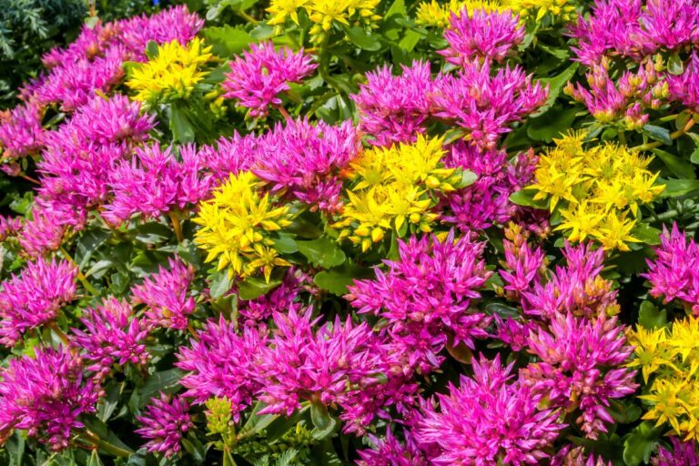 Giardini di piante grasse: consigli e idee per spazi unici Giardini di piante grasse