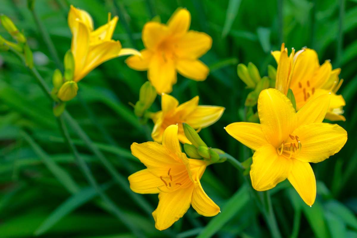 Hemerocallis