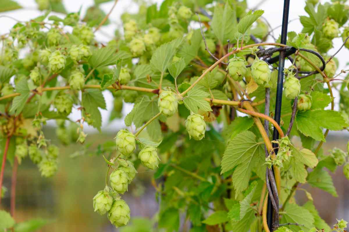 Humulus lupulus