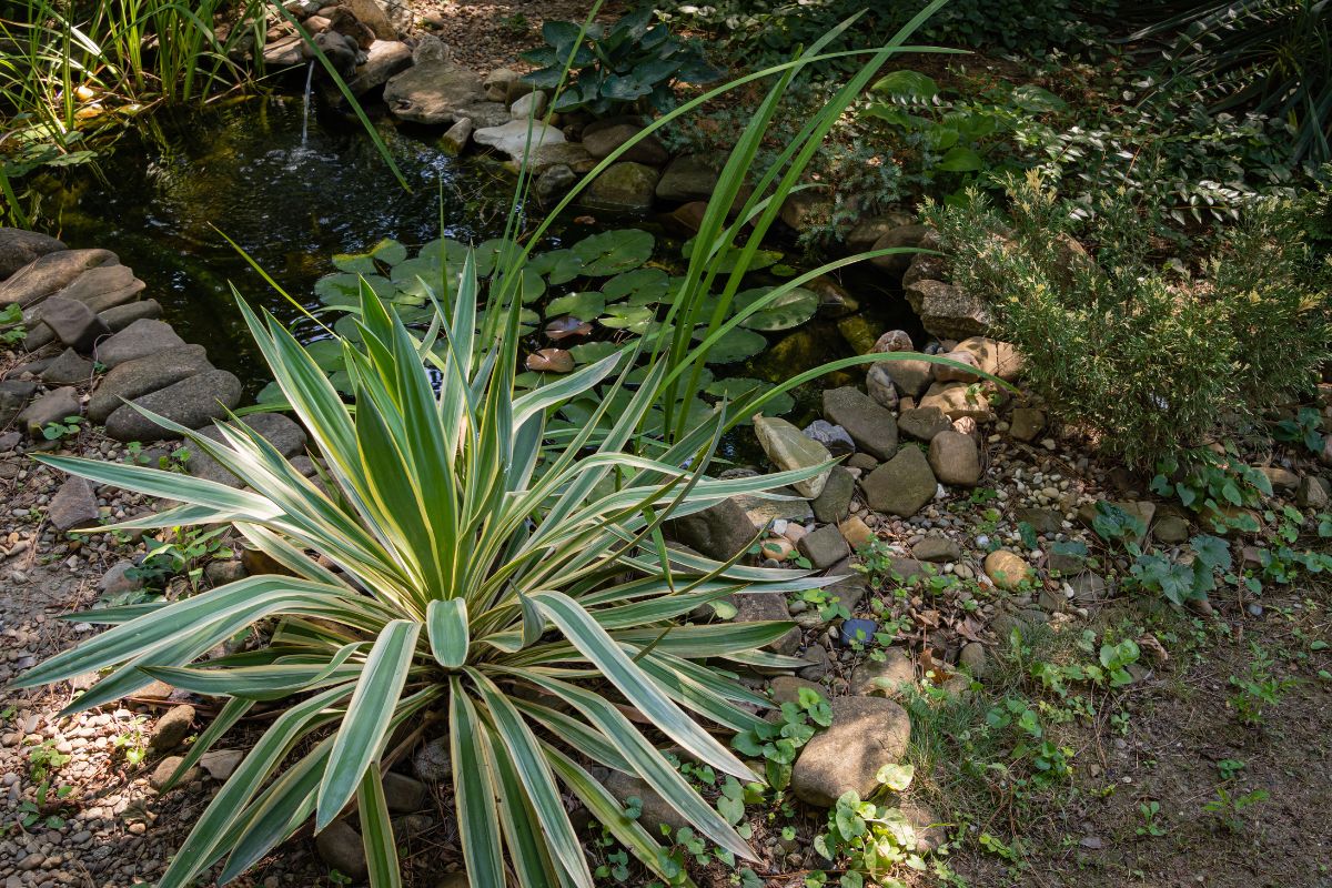 Agave in giardino