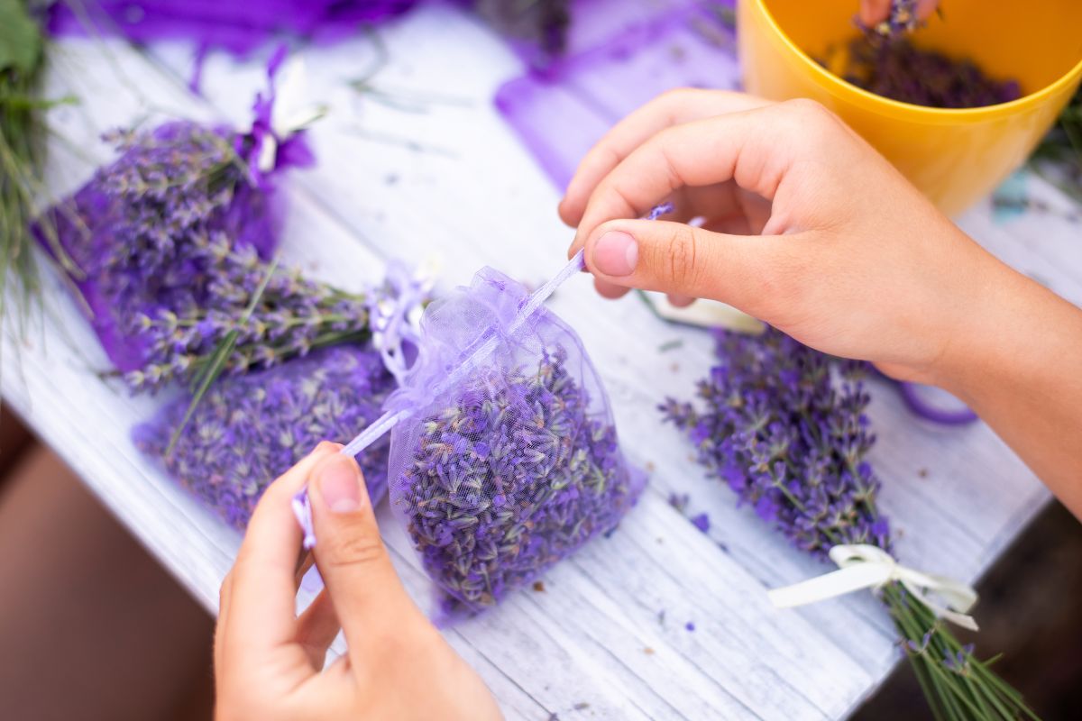 Essiccare i fiori di lavanda