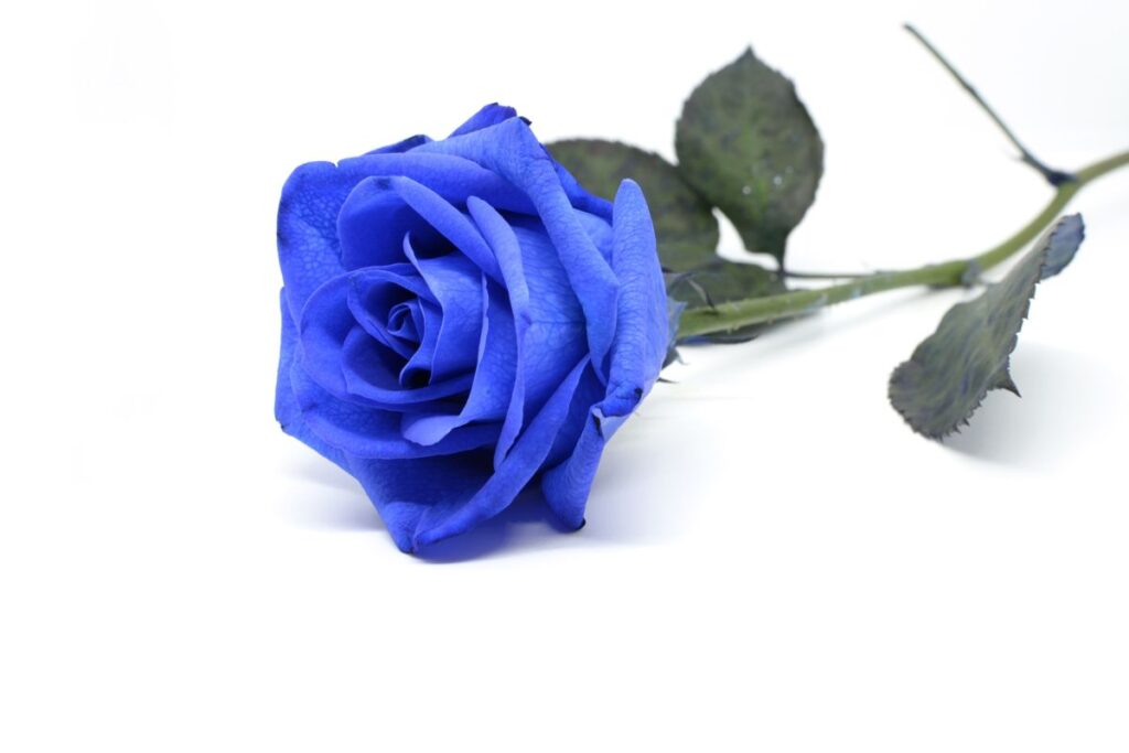 Rosa blu nel giardinaggio moderno