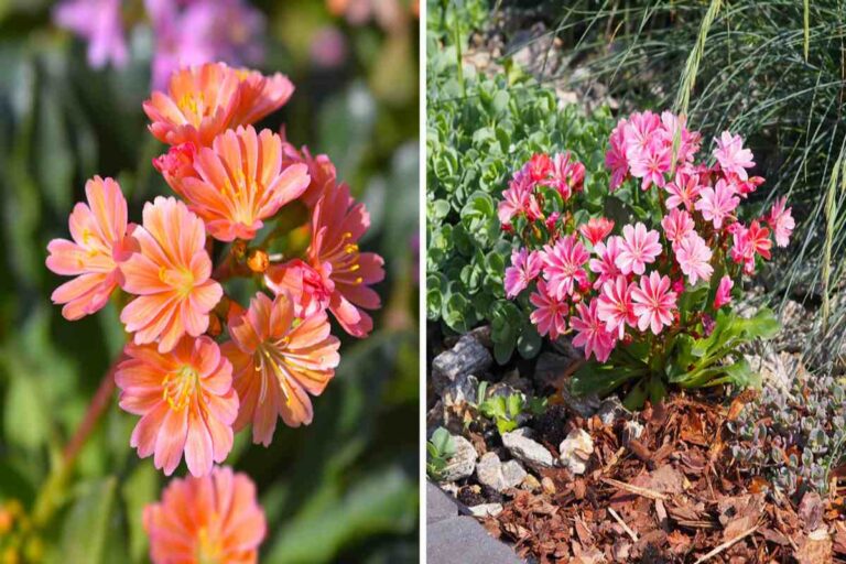 Lewisia: la pianta grassa che rende unico il tuo giardino Lewisia