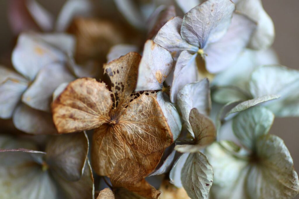 Ortensie appassite farle rifiorire