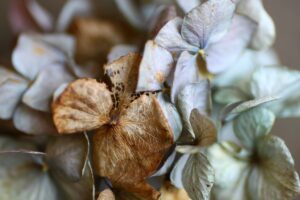 Ortensie appassite farle rifiorire