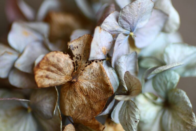 Ortensie appassite? Ecco come rimediare e farle fiorire di nuovo Ortensie appassite farle rifiorire