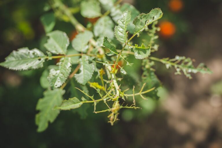 Perché le foglie delle rose sono bucate? Scopri i parassiti e come eliminarli foglie delle rose bucate rimedi