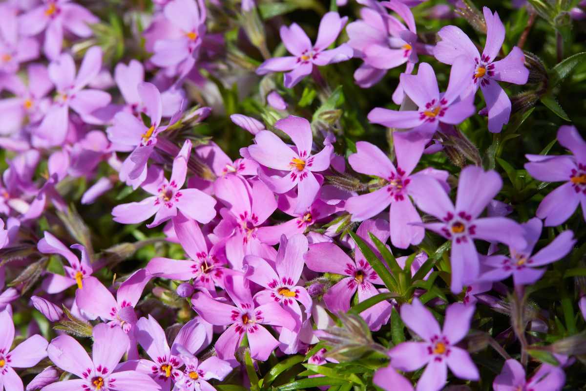 Phlox subulata