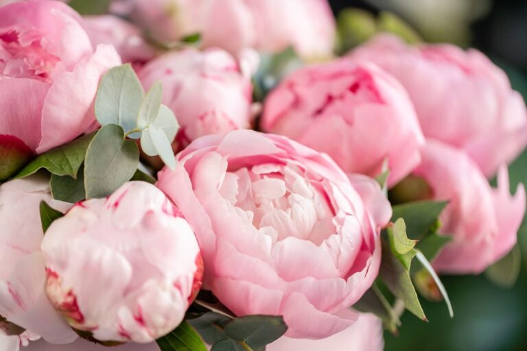 Scopri il trucco per peonie piene di boccioli e colore: un consiglio facile e efficace Peonie piene di boccioli e colore