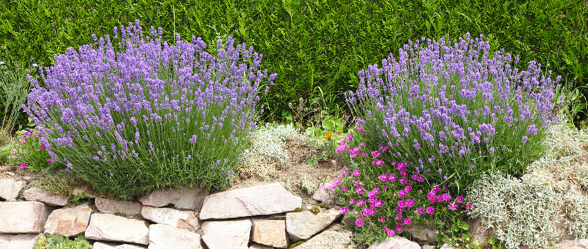 Aiuola di lavanda