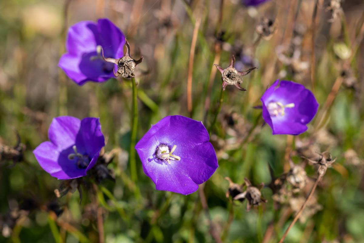Campanula carpatica