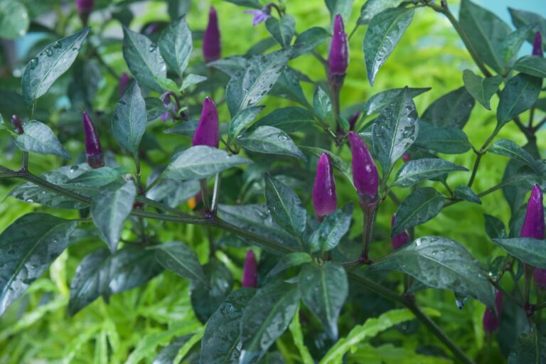 Peperoncino viola: come coltivarlo in casa e abbellire il tuo spazio esterno Coltivazione dei peperoncini viola