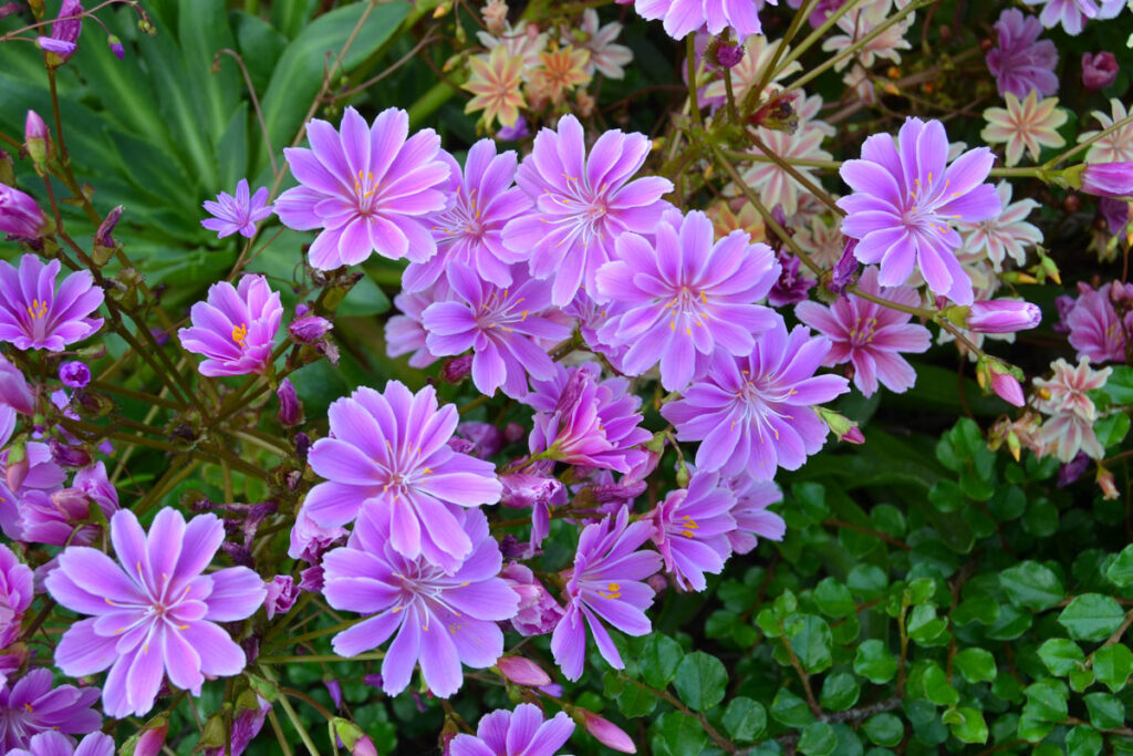 Lewisia, pianta grassa