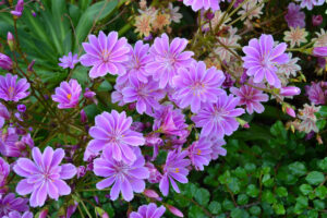 Lewisia, pianta grassa