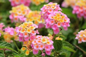 Come coltivare la lantana, pianta antizanzare
