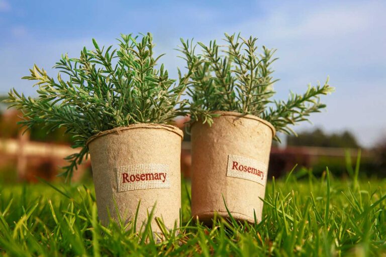 Il tuo rosmarino è secco? Ecco i segreti per farlo rifiorire Consigli per far rifiorire il rosmarino secco