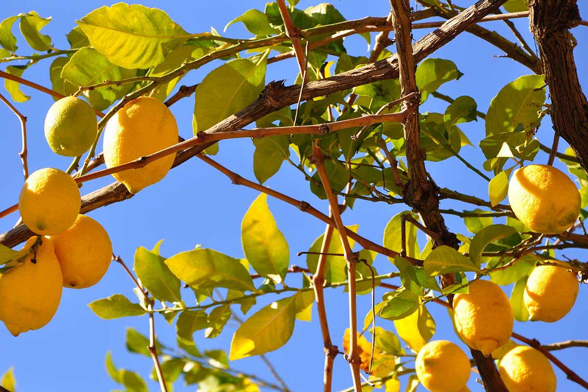Come innaffiare la pianta di limoni nel corso delle stagioni