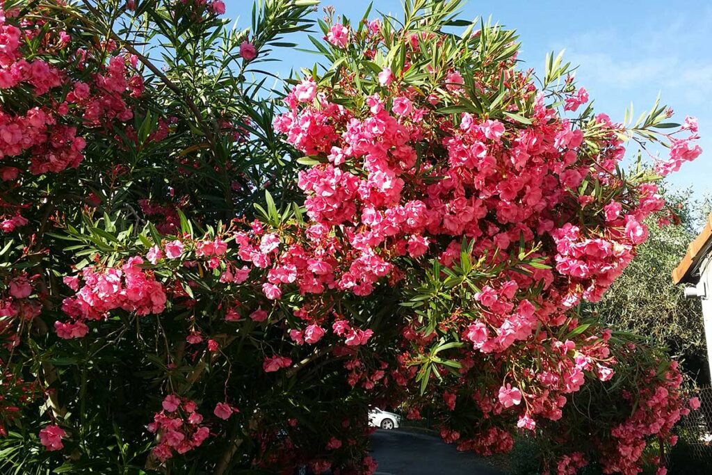 Oleandro con foglie gialle