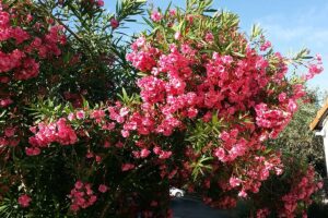 Oleandro con foglie gialle