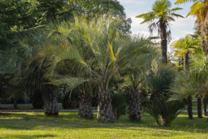 12 varietà più comuni di palme in Italia