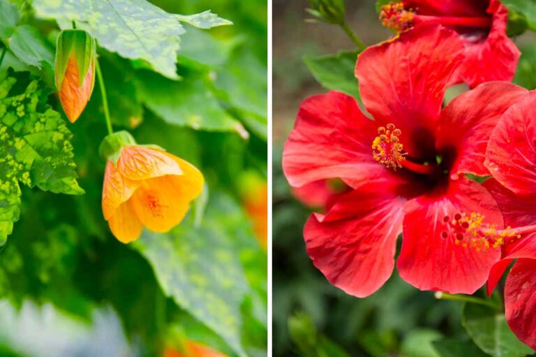 Piante facili da propagare per talea in estate: 10 scelte per un giardino radioso Piante facili da propagare per talea in estate