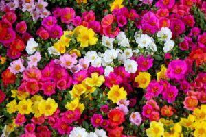 piante per giardini aridi