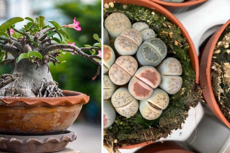 Giardino elegante: scopri le piante succulente che sembrano sculture piante succulente