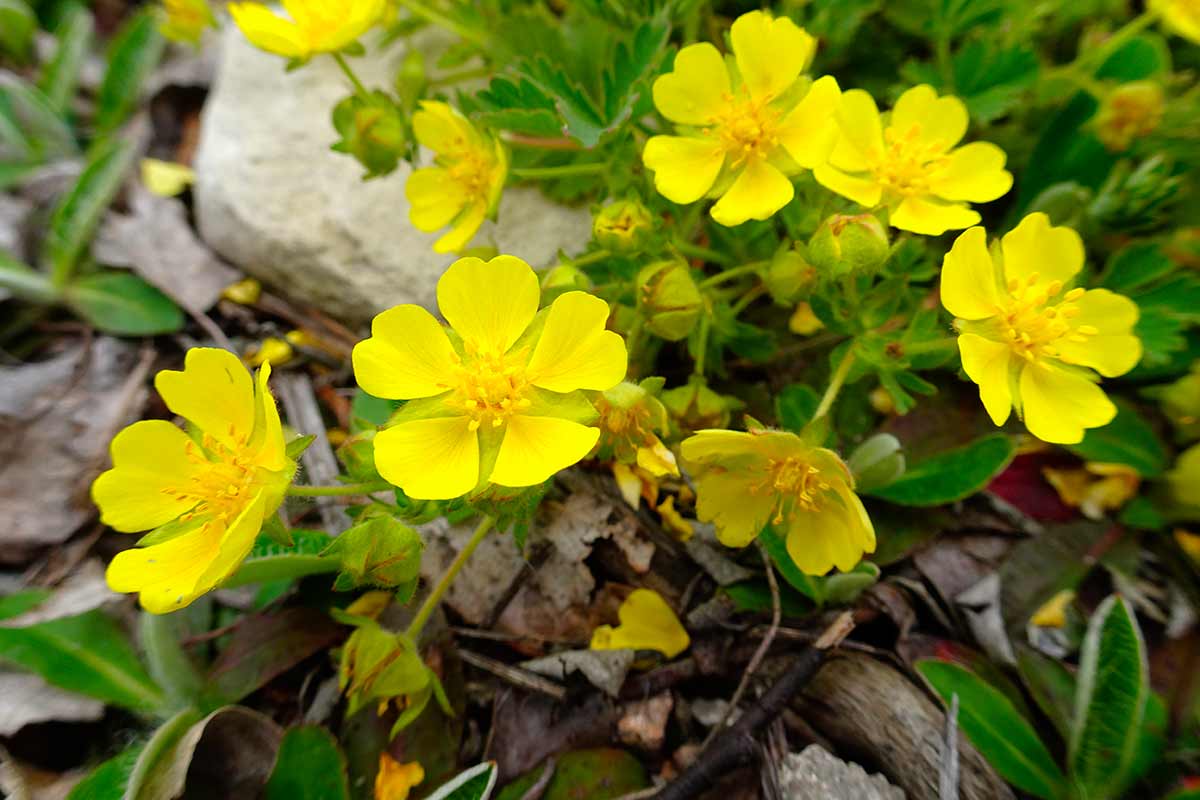 Potentilla in giardino