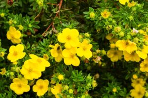 Potentilla