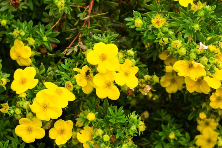 Potentilla in giardino: come coltivarla e sfruttarne le proprietà benefiche Potentilla