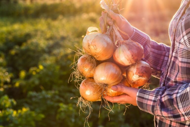 Cipolle: il momento giusto per raccoglierle e i segreti per conservarle a lungo quando-raccogliere-le-cipolle-e-come-conservarle