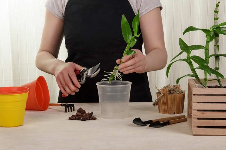 Come riprodurre orchidee dai rami secchi: scopri il metodo facile riprodurre orchidee dai rami secchi