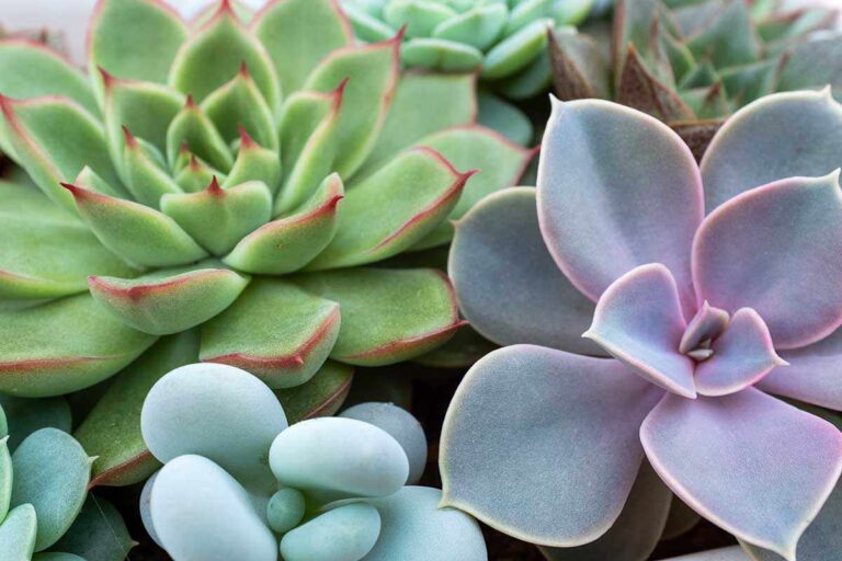 Perché aggiungere sale al terreno delle piante grasse? Scopri il motivo sorprendente sale nelle piante grasse