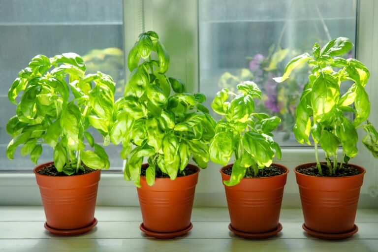 Hai comprato basilico al supermercato? Ecco le 5 regole per farlo crescere perfettamente Far crescere bene il basilico