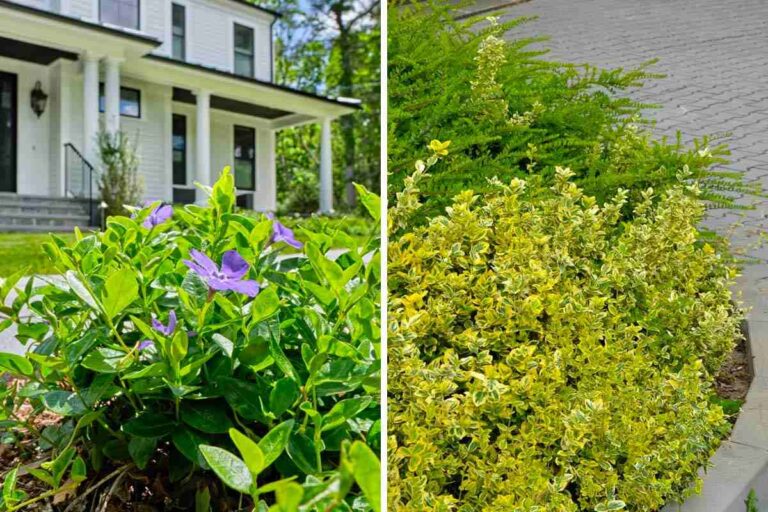 Aiuole sempreverdi facili da mantenere: le piante perenni che non ti deluderanno Aiuole sempreverdi