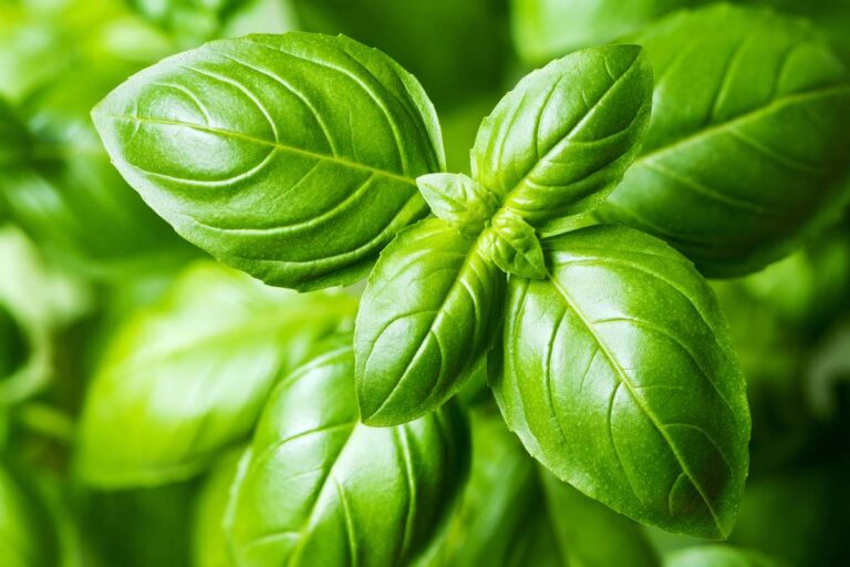 Perché il tuo basilico non dovrebbe fiorire e come fermarlo Basilico