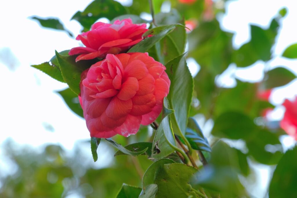 Camelia con problemi foglie